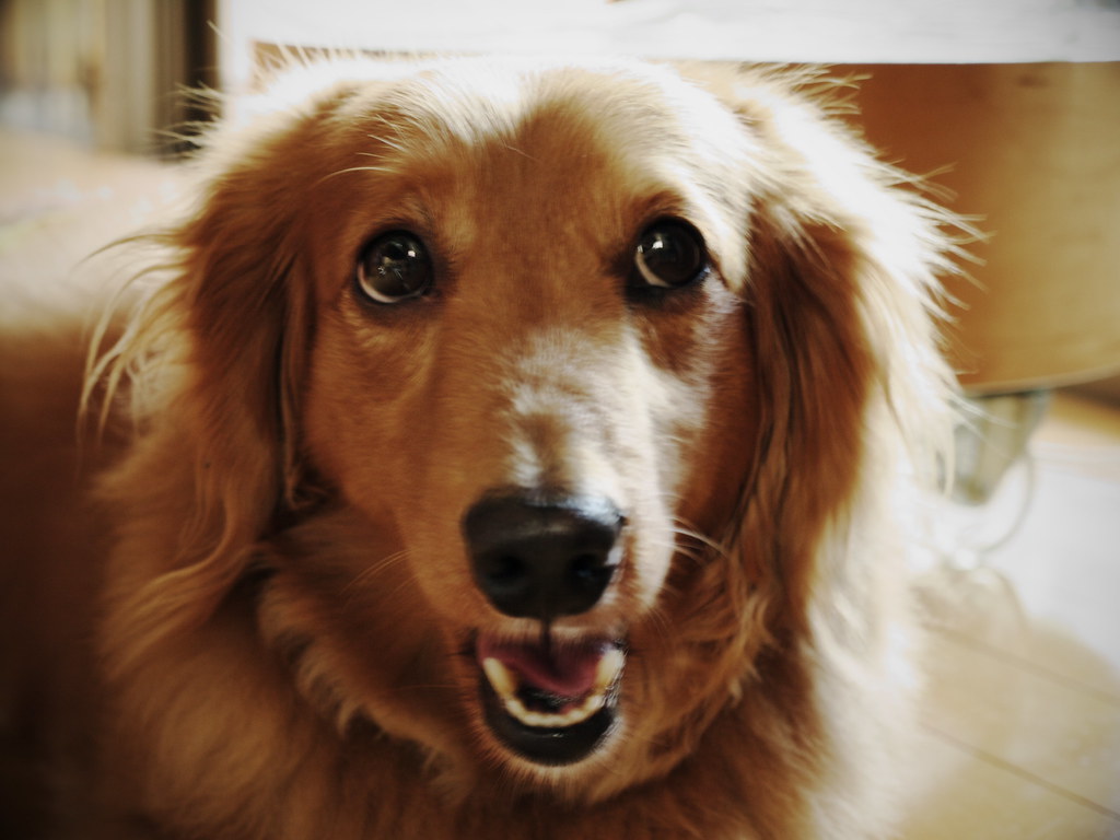Showing Teeth Doesn't Always Mean Aggression (Image Credits: Flickr)