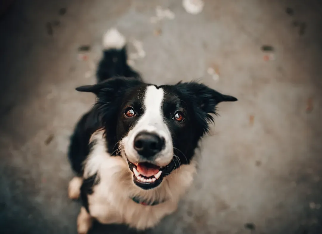 #4 - Calm Reactions to Sudden Noises (Startle... Then Reset) (Image Credits: Unsplash)