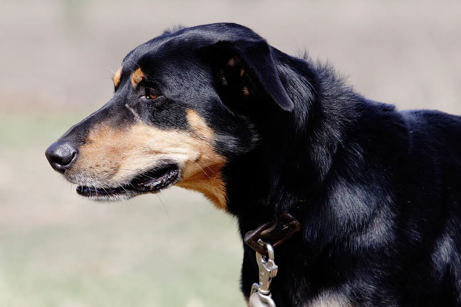 #2. The Jingle of the Leash (GFDL 1.2)