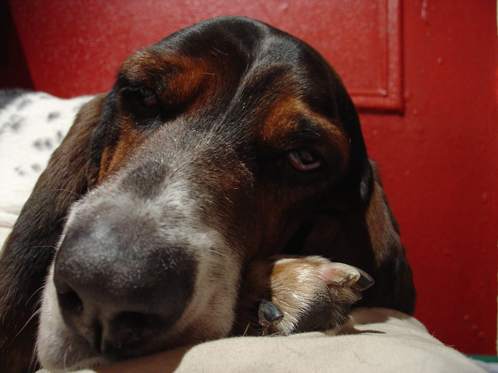 Basset Hound: The Low-Rider Sleeper (Image Credits: Flickr)