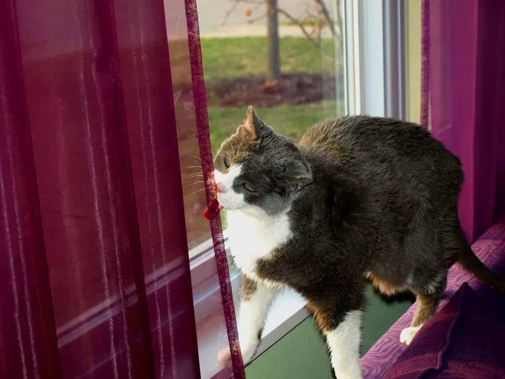 #8 - The Way a Cat Leans Away Reveals a Fading Bond (DDFic, Flickr, CC BY 2.0)