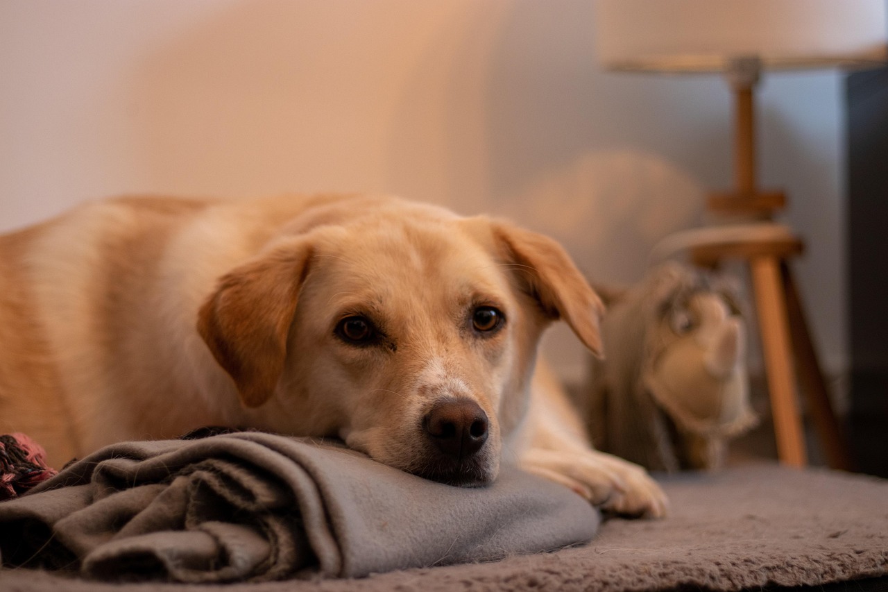 The Psychological Comfort Factor (Image Credits: Pixabay)