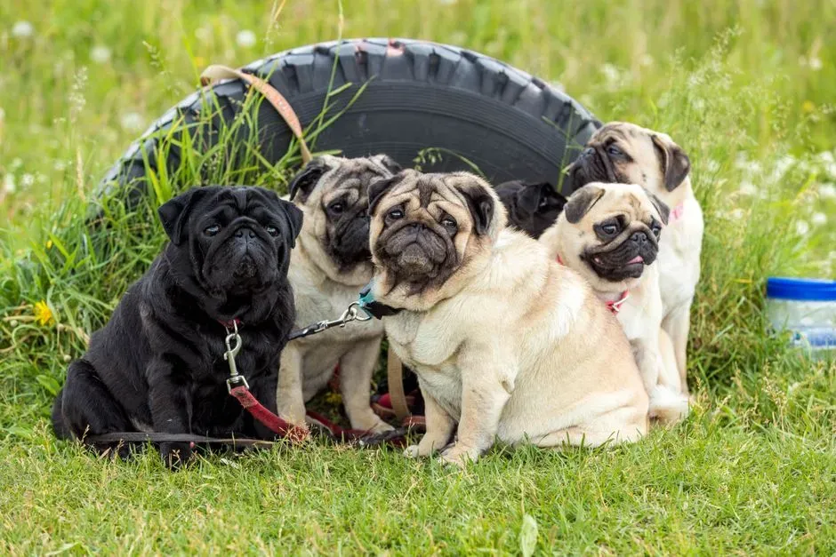 Pug (Image Credits: Pexels)