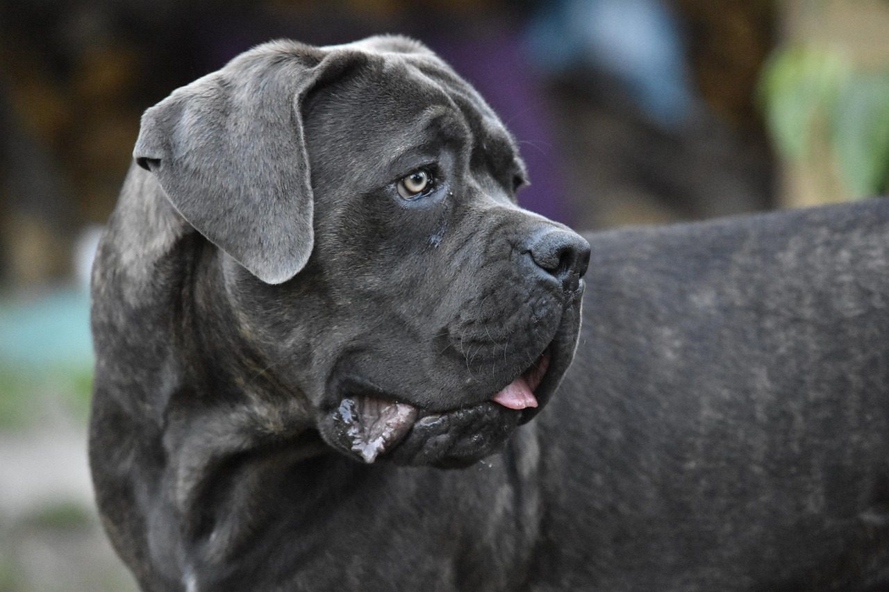 English Mastiff: The Colossal Couch Potato (Image Credits: Pixabay)