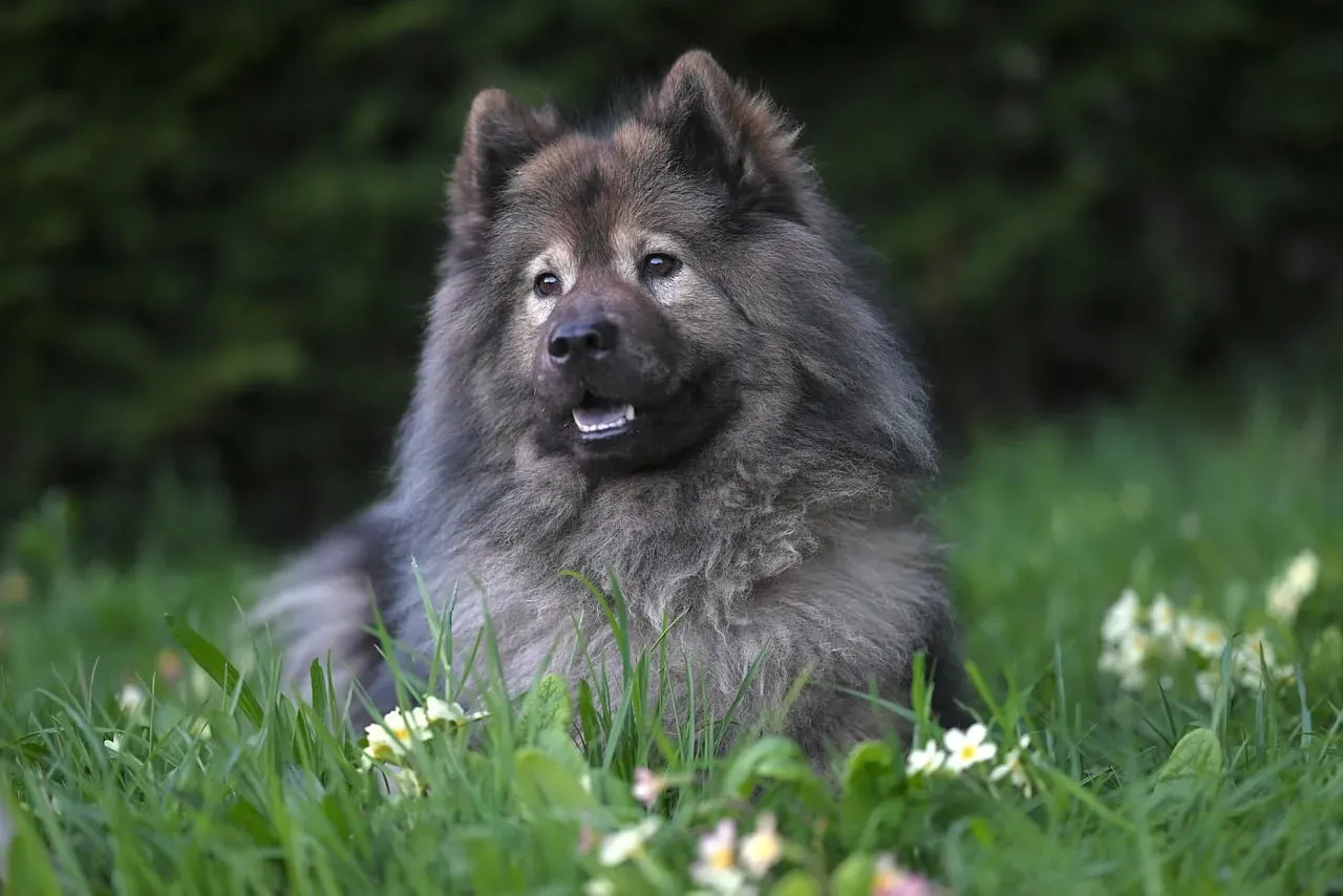 #2 - The Dog's Eyes and Face Look Calm, Not Haunted (Image Credits: Pixabay)