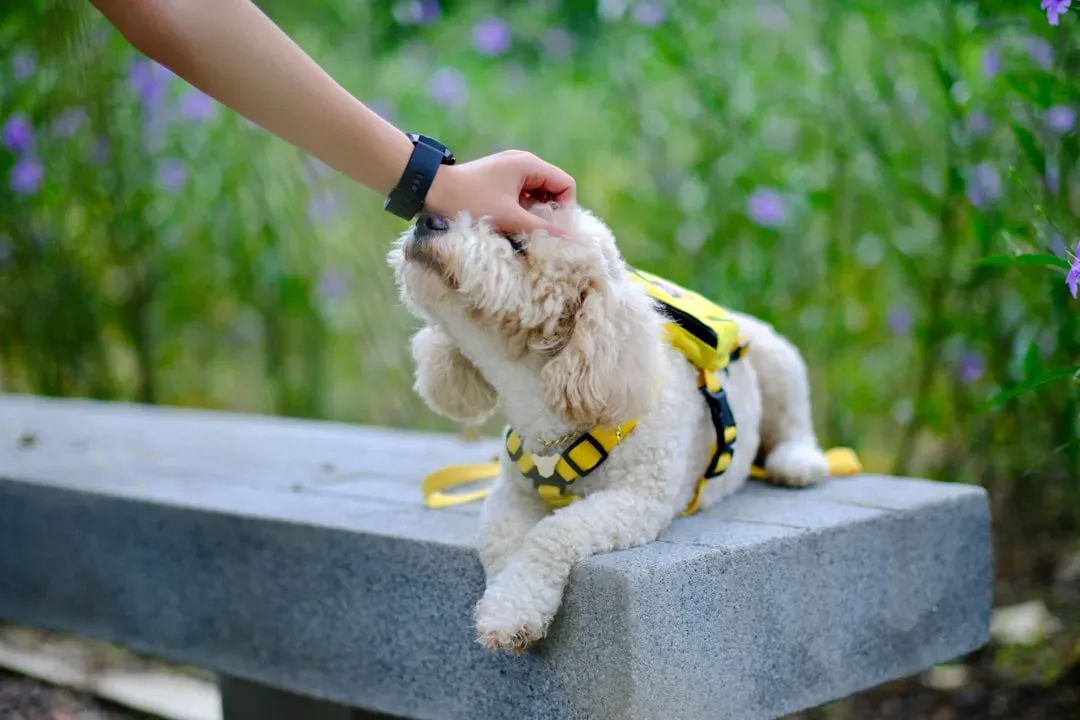 Rescue Dogs and the Extra Layer of Sensitivity (Image Credits: Unsplash)