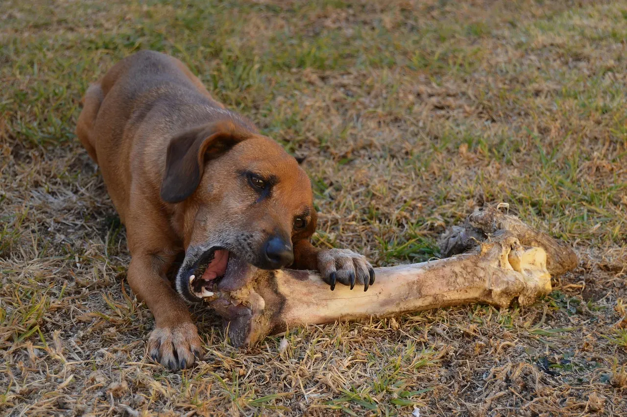 #6 - Being the Unofficial Snack Disposal Unit (Image Credits: Pixabay)