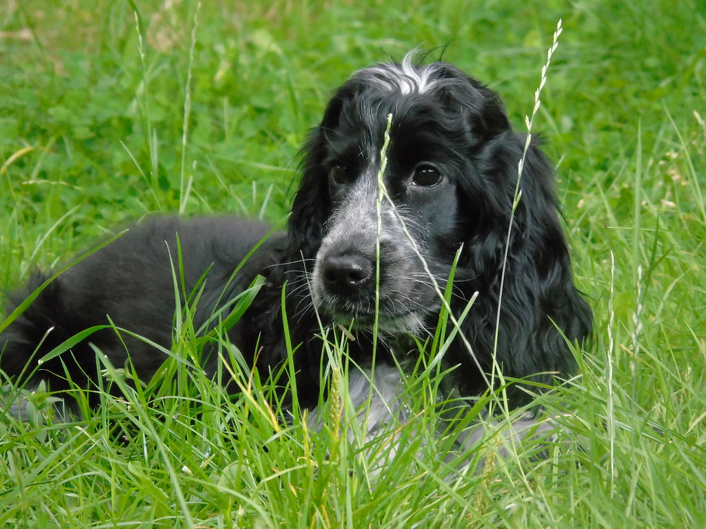 Cocker Spaniels: Adaptable Sweethearts (Image Credits: Flickr)