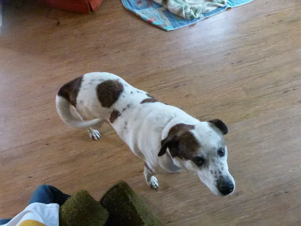 The Full-Body Wiggle Welcome (Image Credits: Flickr)