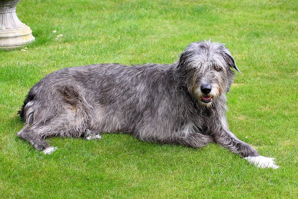 The Gentle Giant with Character: Irish Wolfhound (Image Credits: Flickr)