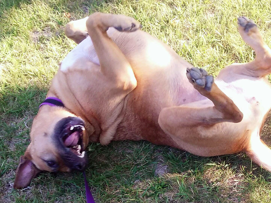 6. The Vulnerable Belly Roll (Image Credits: Flickr)