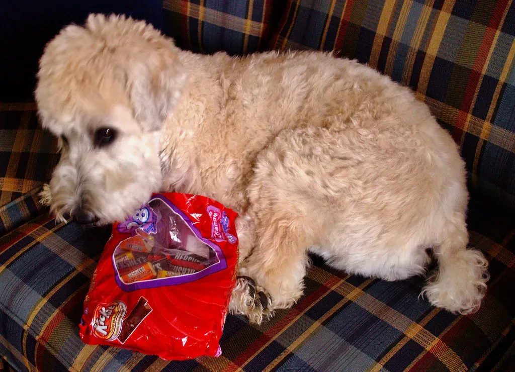 10 - The Rustle of a Treat Bag (Eric.Ray, Flickr, CC BY 2.0)