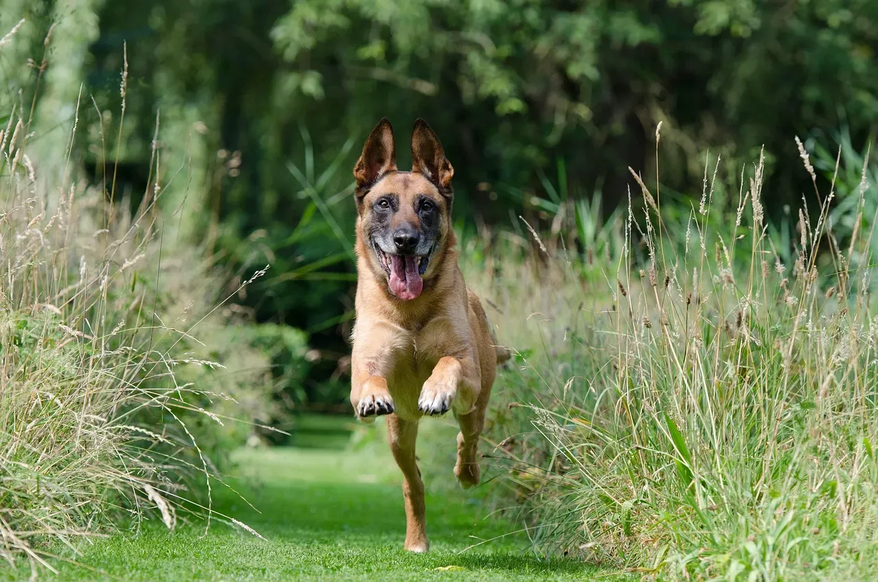 #11 - Letting Your Dog Practice Ignoring Recall "Because It's a Safe Area" (Image Credits: Pixabay)