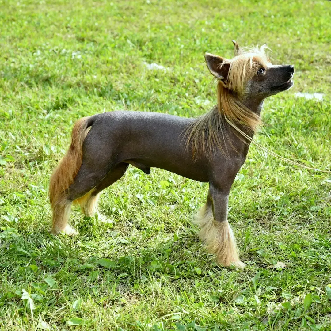 12. Petit Basset Griffon Vendéen: The Name Is a Mouthful, the Dog Is Pure Joy (Image Credits: Unsplash)