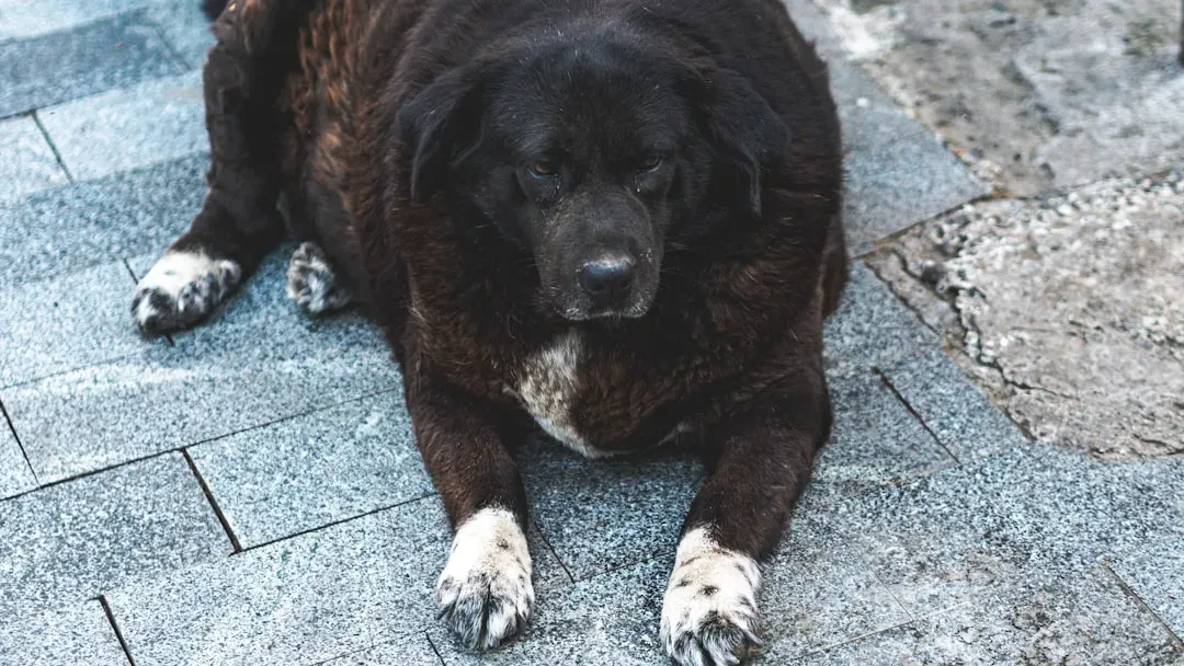#1: Your Pet’s Weight Matters More Than You Think (Image Credits: Unsplash)