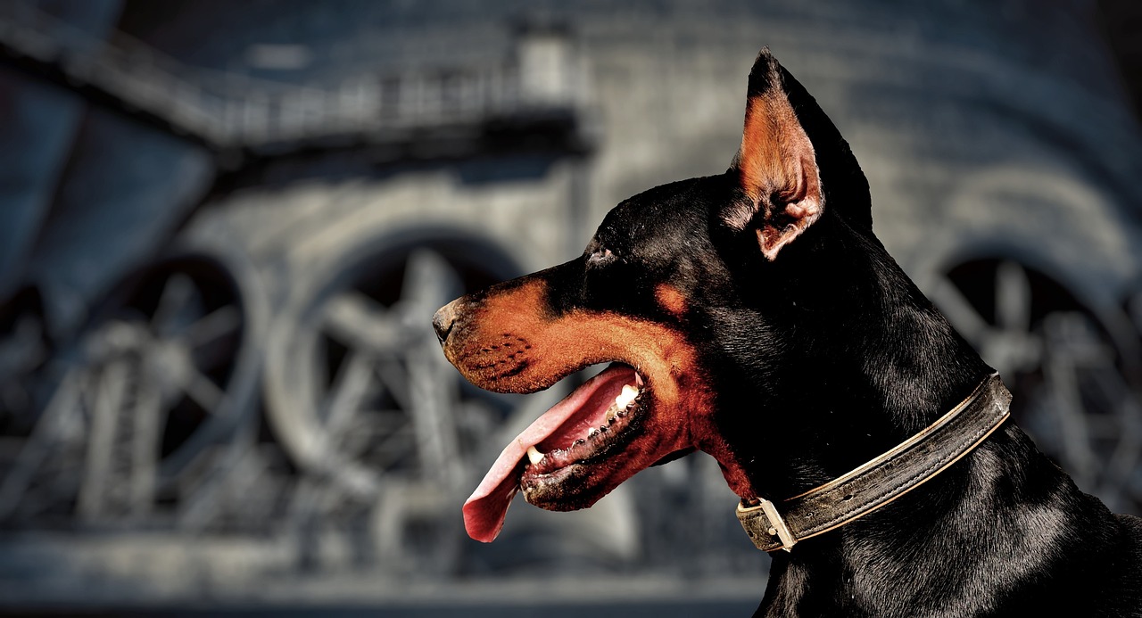 Doberman Pinschers: The Vigilant Guardians (Image Credits: Pixabay)