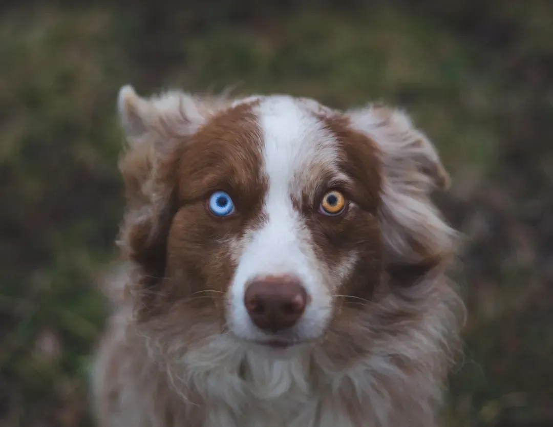 #7: Dogs Are Completely Colorblind (Image Credits: Unsplash)