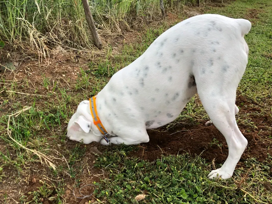 9. Digging in the Yard or Garden (Image Credits: Unsplash)