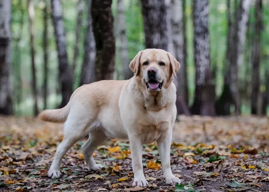 #3 Labrador Retriever: The Warmest Kind of Devotion (Image Credits: Pexels)