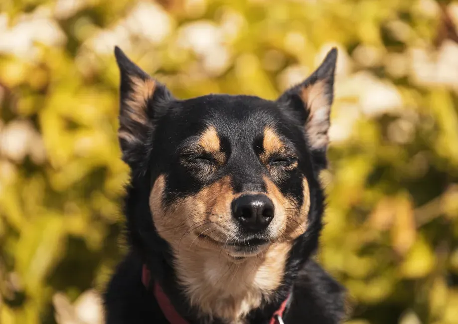 #11 – Slow-Blinking Back When They Stare (Image Credits: Pexels)