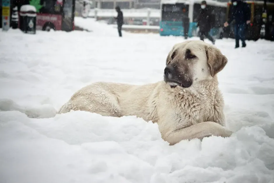 1. The Kangal: The King of Coyote Defense (Image Credits: Pexels)