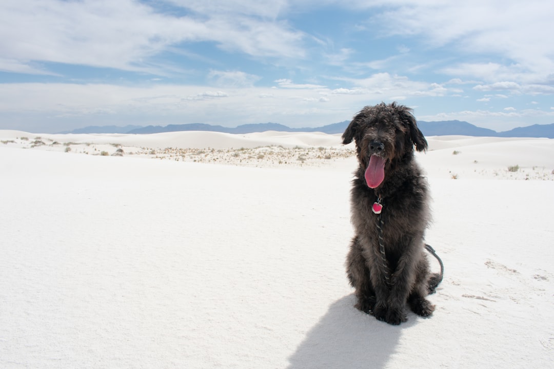 White Sands National Park, New Mexico - Desert Wonderland (Image Credits: Unsplash)