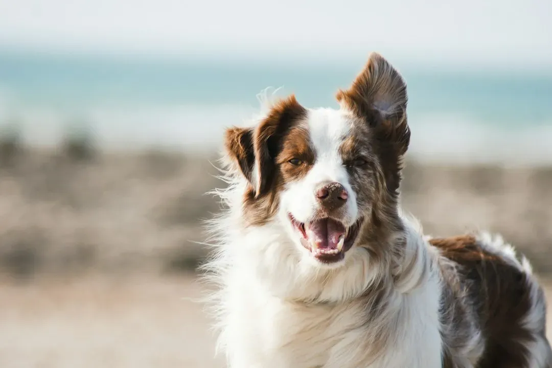 #11 Coprophagia, Pica, and Gut‑Driven Cravings (Image Credits: Unsplash)