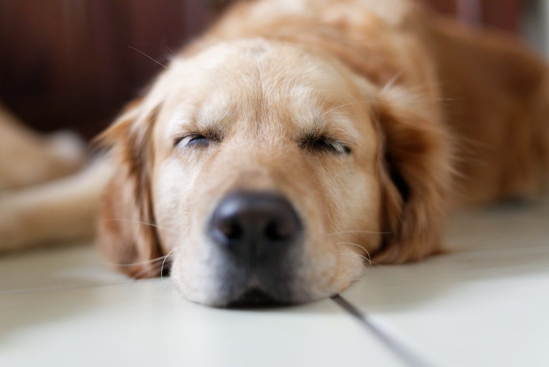 What Dreams Mean to Your Dog's Wellbeing (Image Credits: Unsplash)