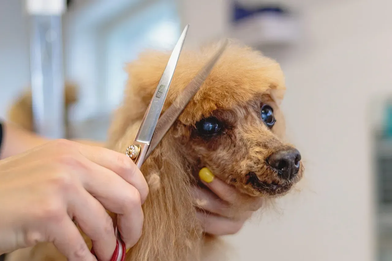 Poodle (Standard and Miniature) (Image Credits: Pixabay)