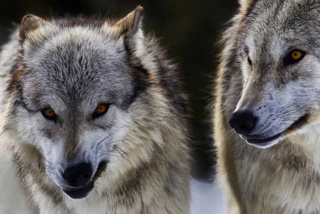 Why Sharing Montana With Wolves Is Ultimately A Choice (doublejwebers, Flickr, CC BY 2.0)