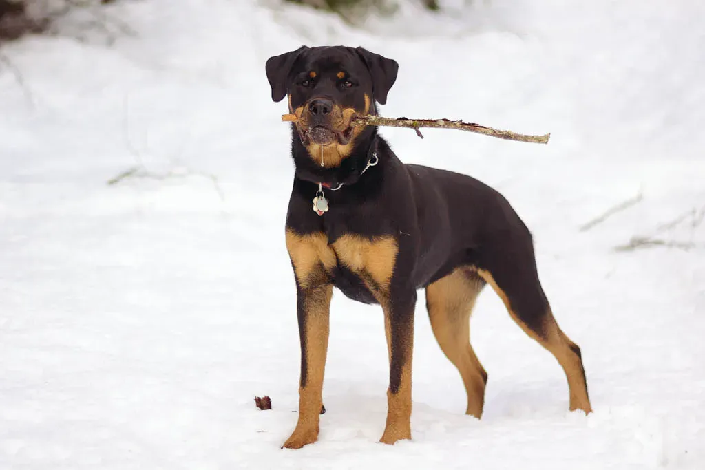 7. Rottweiler (Flickr: Snow Bunny, CC BY 2.0)