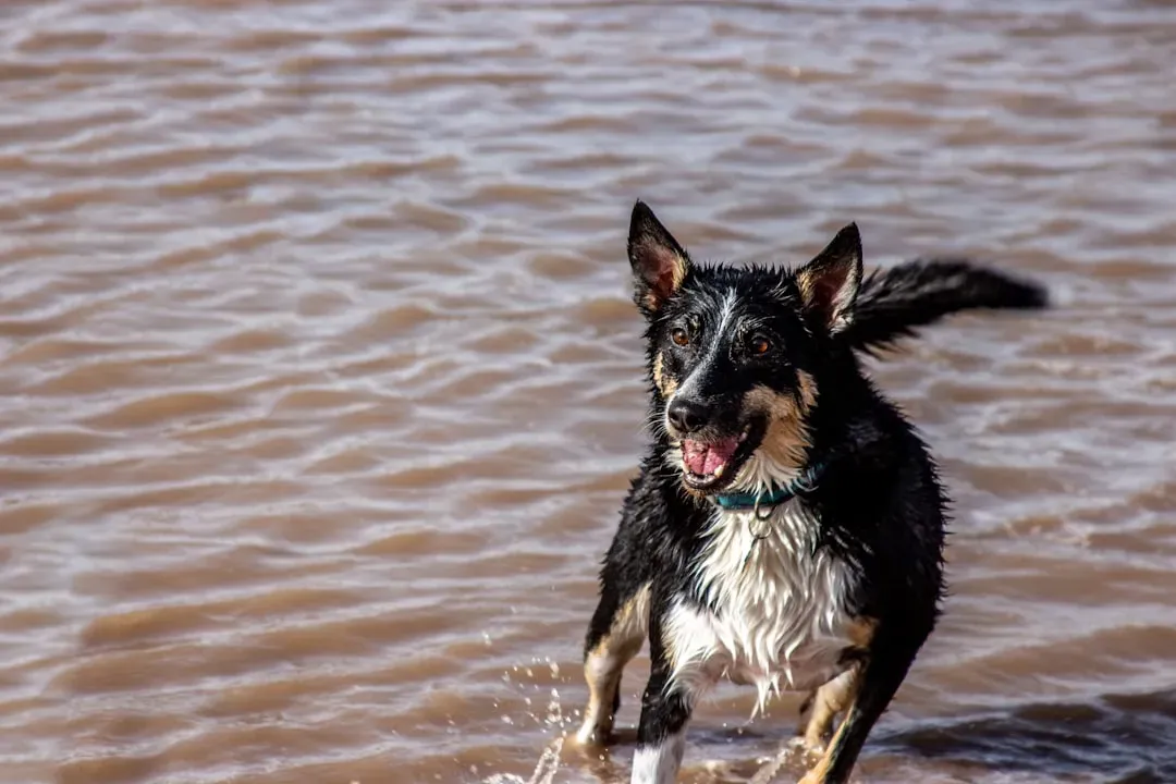 #1: A Wagging Tail Means a Happy Dog (Image Credits: Unsplash)