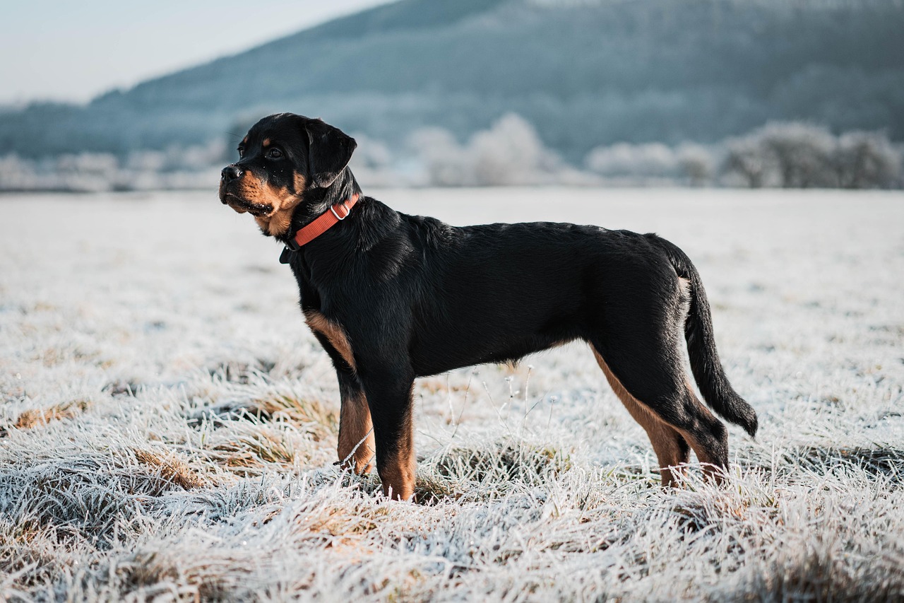Rottweiler: The Gentle Protector (Image Credits: Pixabay)