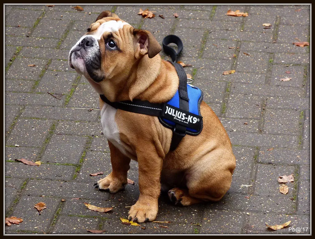 Stay: Your Dog's Safety Net (Image Credits: Flickr)