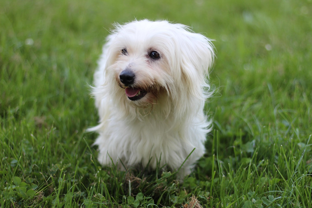Coton de Tulear: The Cotton Ball Companion (Image Credits: Pixabay)