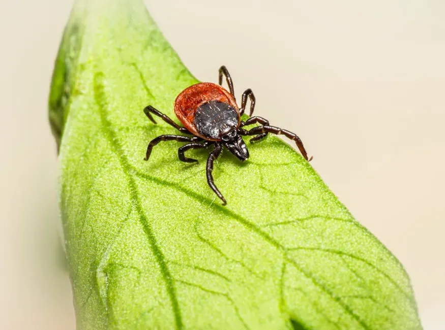Conclusion: Small Parasite, Big Responsibility (Image Credits: Pexels)