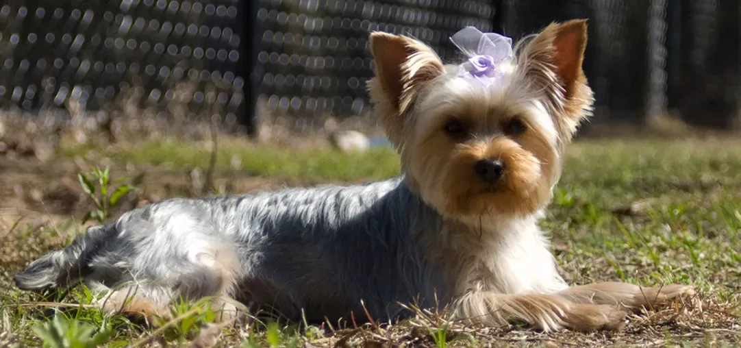 #1 Aries (March 21 – April 19): Yorkshire Terrier (Yorkie or Yorkshire Terrier, CC BY 2.0)