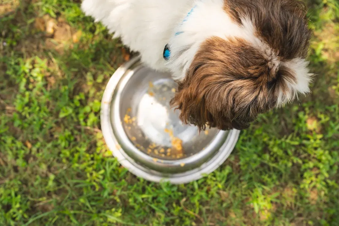 #5 - Repositioning Near the Food Bowl (Image Credits: Unsplash)