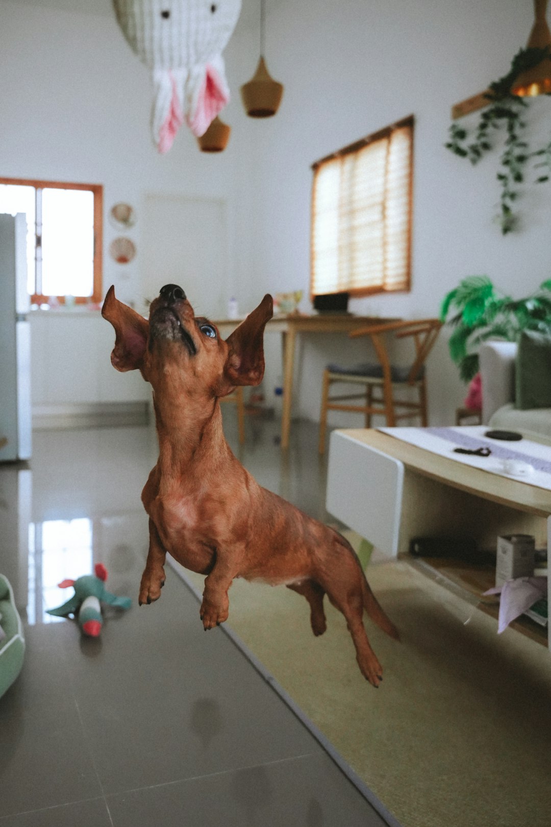 Common Triggers That Set Off the Zoomies (Image Credits: Unsplash)