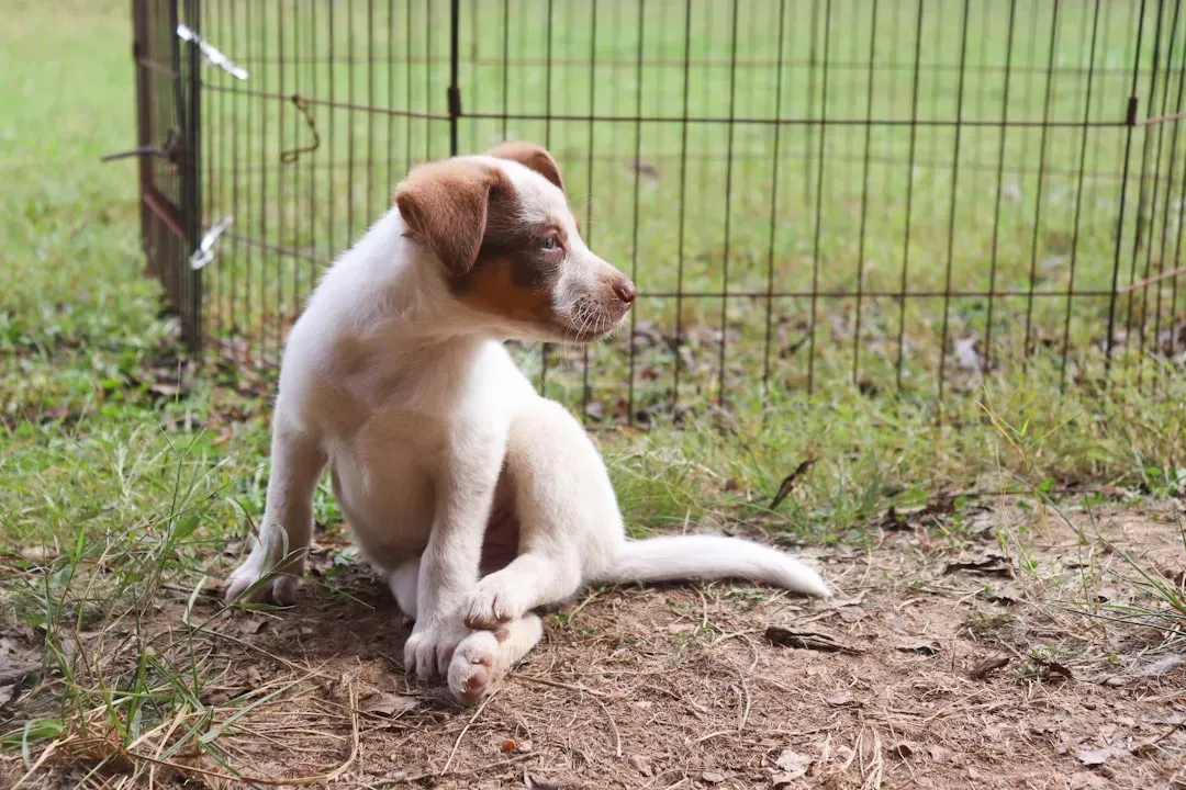 Giving Your Dog Too Much Freedom Too Soon (Image Credits: Unsplash)