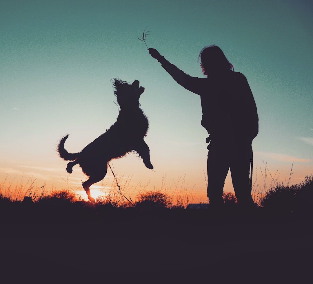 Understanding Why Dogs Jump: It's All About Connection (Image Credits: Unsplash)