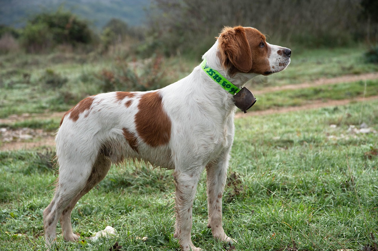 Brittany Spaniel: The Energetic Athlete (Image Credits: Pixabay)