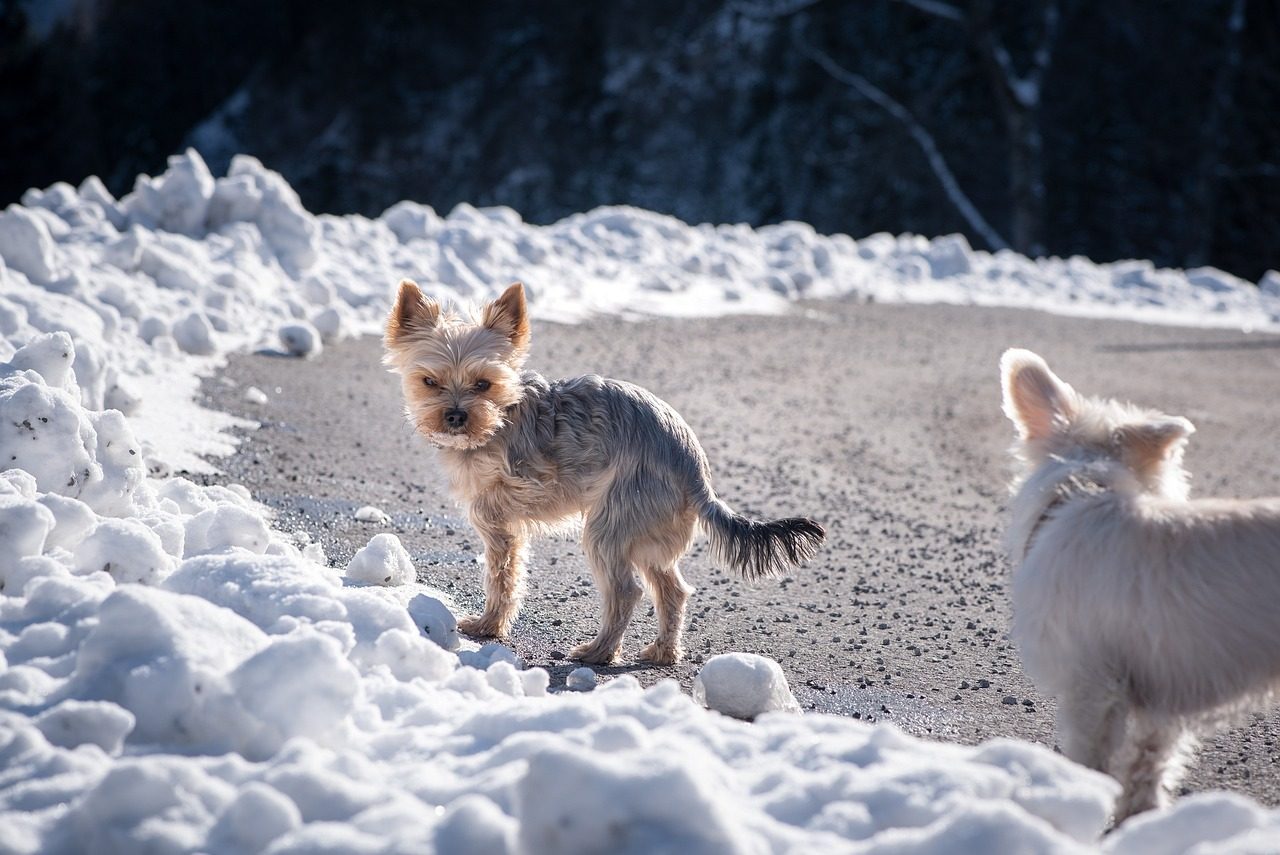 Yorkshire Terrier: Small Size, Big Vulnerability (Image Credits: Pixabay)