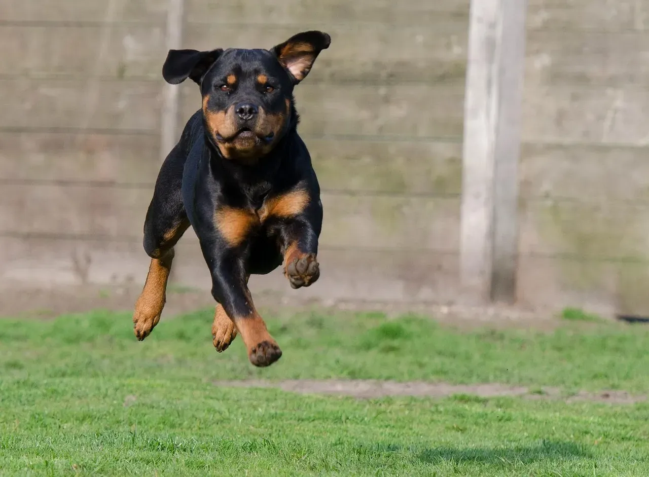 11. Rottweiler (Image Credits: Pixabay)