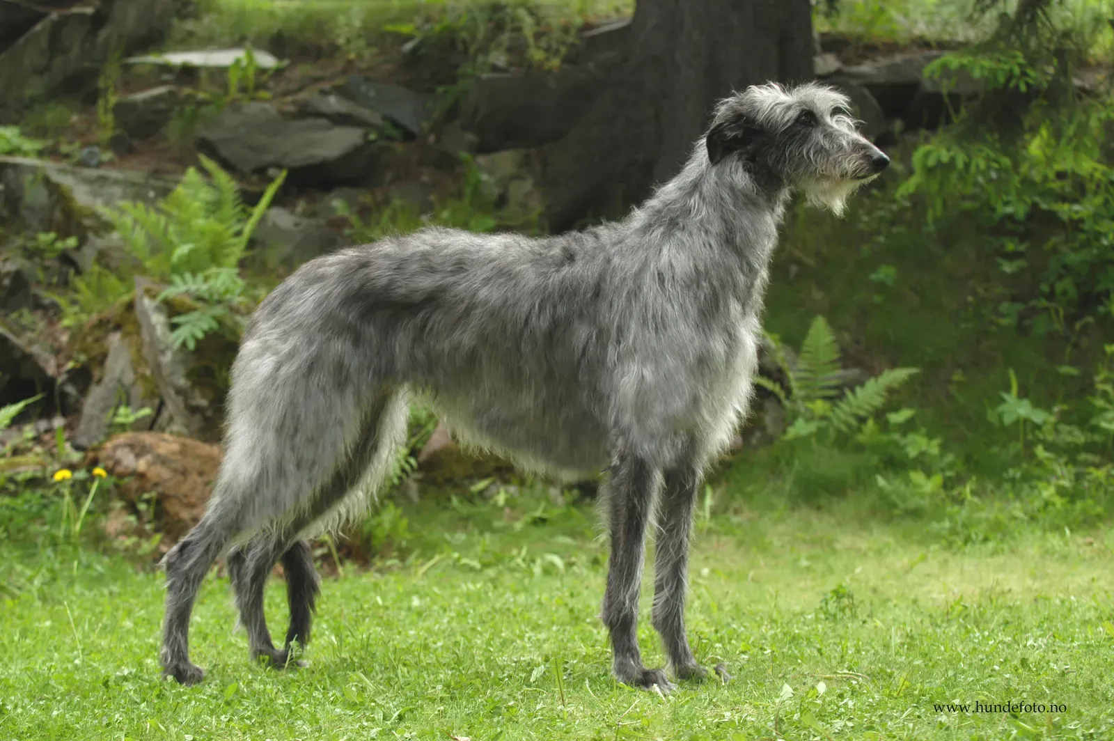 15. Scottish Deerhound (By Sisteskrik, CC BY-SA 3.0)