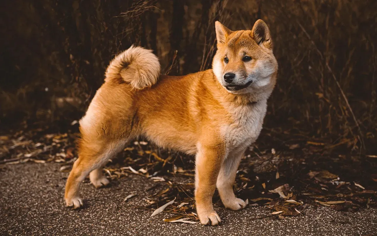 #12 - Breed-Specific Red Flags (Image Credits: Pixabay)