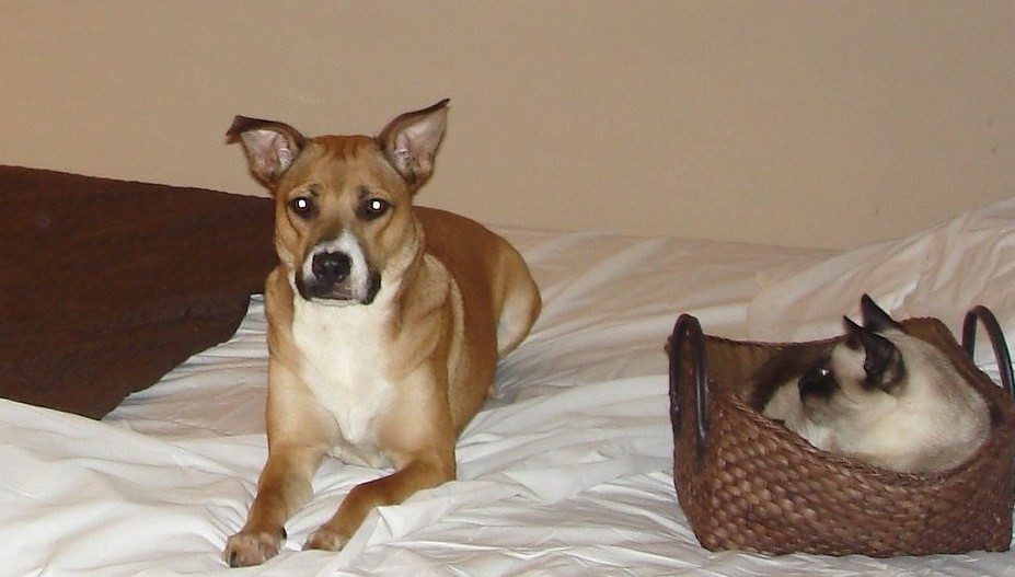 They Show Separation Distress When You Leave (Image Credits: Flickr)