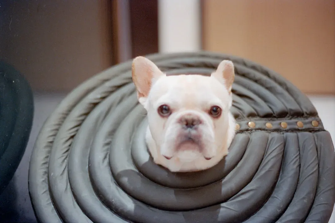 10. Your Dog Learns How Your Heart Recovers After It Breaks (Image Credits: Unsplash)