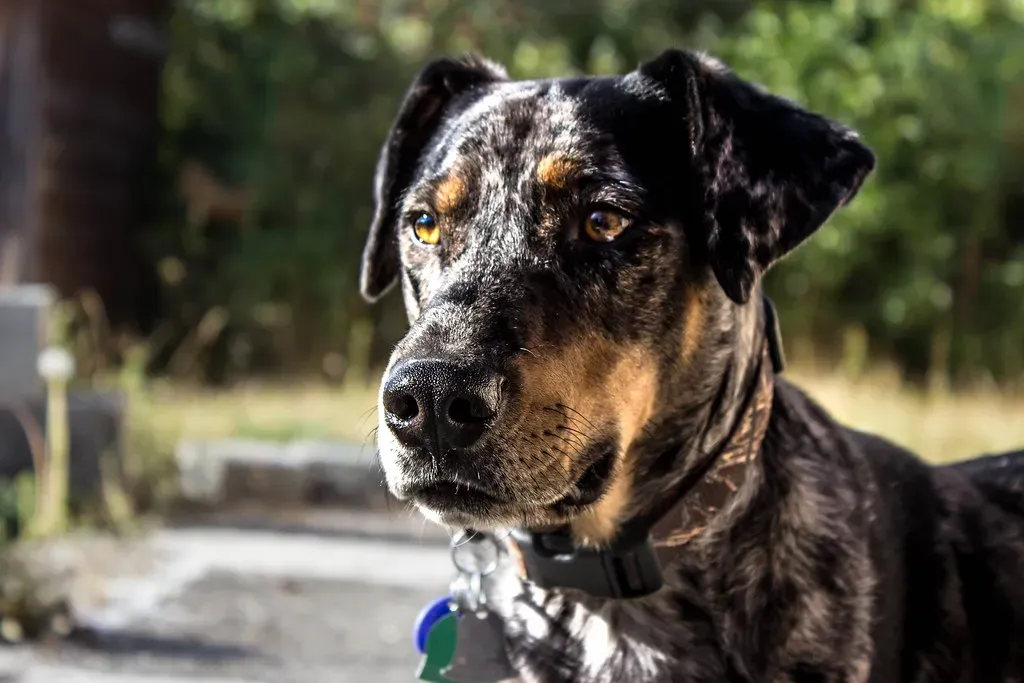 7. Catahoula Leopard Dog (Krystal.Hamlin, Flickr, CC BY 2.0)