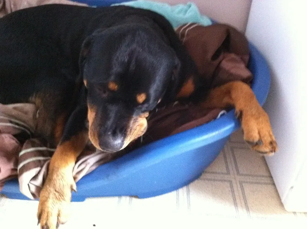 Rottweiler: Powerful Chewers With Purpose (Image Credits: Flickr)